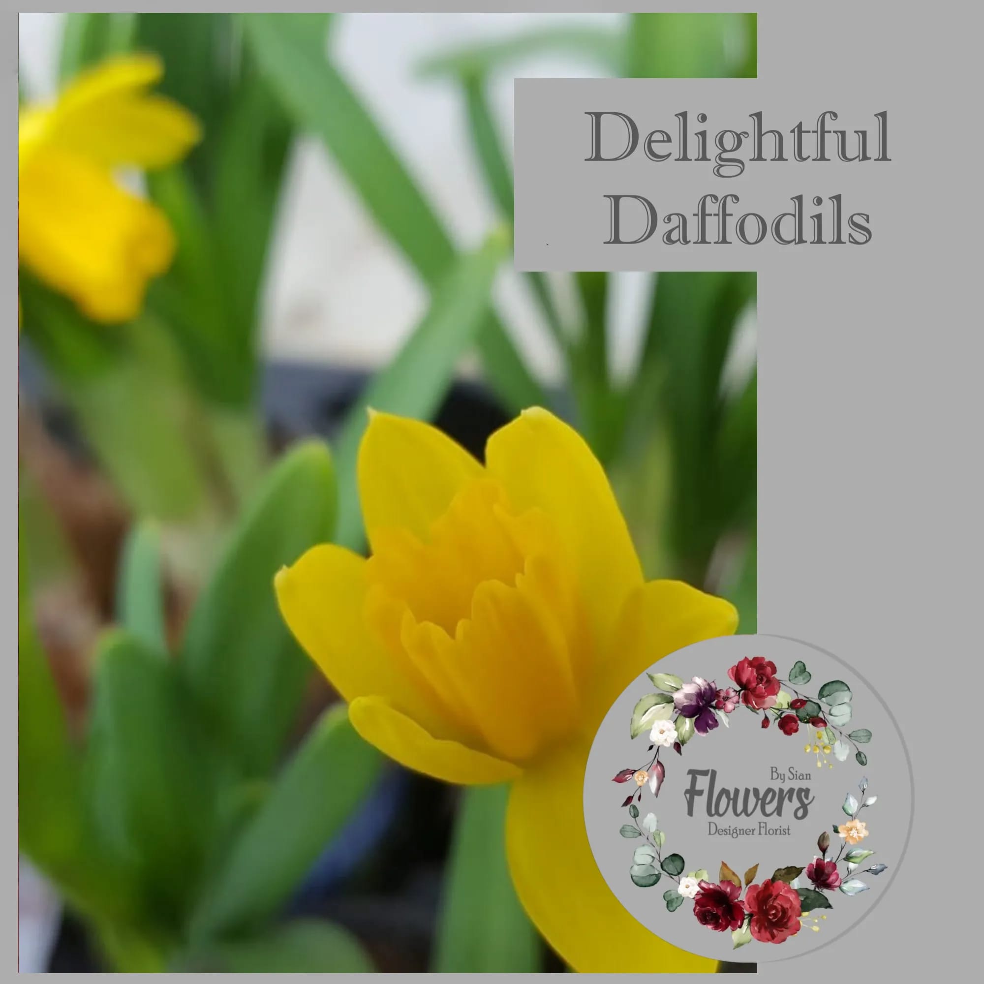 Read more about the article Delightful Daffodils